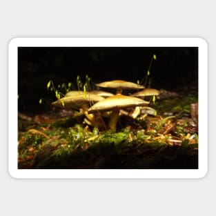 Mushroom Nature Photography Pacific Northwest Sticker